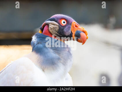 Rome (Italy) - The animals of Biopark, a statal and public zoological park in the heart of Rome in Villa Borghese. Stock Photo