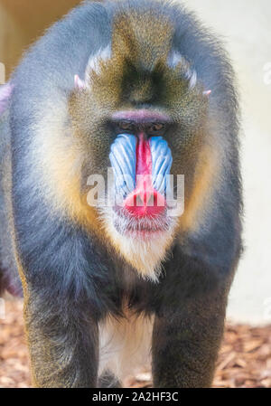 Rome (Italy) - The animals of Biopark, a statal and public zoological park in the heart of Rome in Villa Borghese. Stock Photo