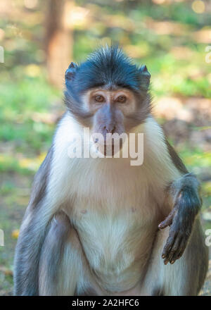 Rome (Italy) - The animals of Biopark, a statal and public zoological park in the heart of Rome in Villa Borghese. Stock Photo