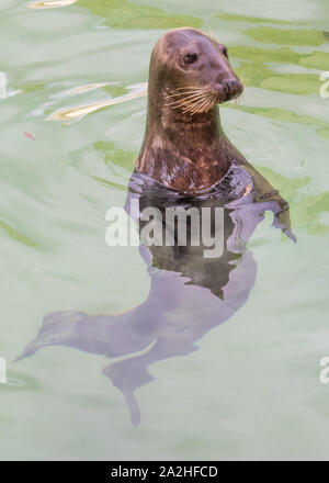 Rome (Italy) - The animals of Biopark, a statal and public zoological park in the heart of Rome in Villa Borghese. Stock Photo