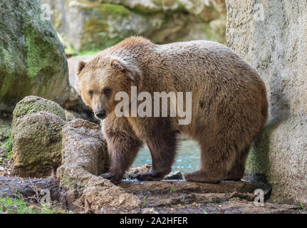 Rome (Italy) - The animals of Biopark, a statal and public zoological park in the heart of Rome in Villa Borghese. Stock Photo