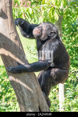 Rome (Italy) - The animals of Biopark, a statal and public zoological park in the heart of Rome in Villa Borghese. Stock Photo