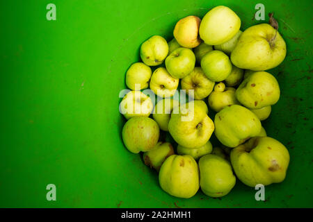 Windfall cooking apples that have been collected from a private orchard in September. Lancashire England UK GB Stock Photo