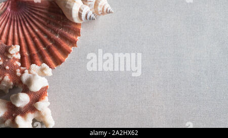Seashell and coral isolated on light gray background Stock Photo