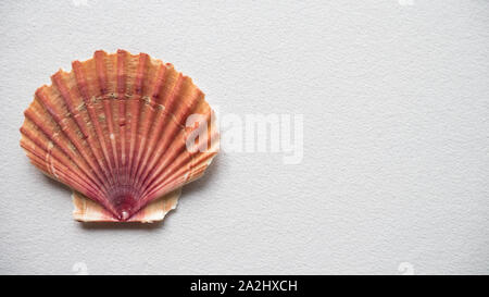 Fan Sea Shells Fan Seashells on isolated background - Mexican Flat Seashells Stock ...