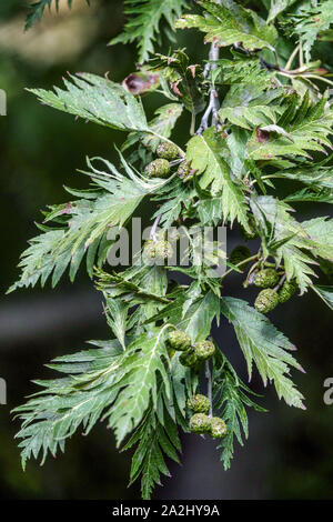 Grey Alder Alnus incana 'Laciniata', cones on twig Stock Photo