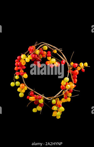 Black Bryony berries, Tamus communis, at the end of September photographed in a studio on a black background. Black Bryony is a climbing plant often f Stock Photo