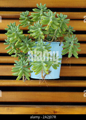 succulent beans plant, sedum pachyphyllum, in a hanging jar at a wood grating Stock Photo