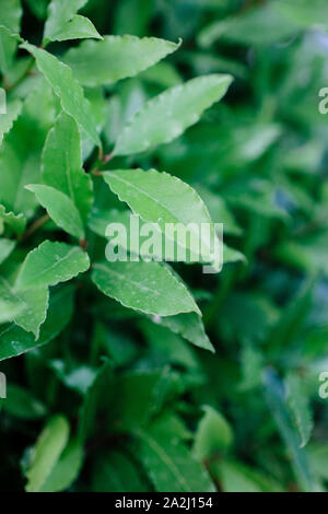 Green long leaves from a bush on a wall. Vertical shot. Stock Photo