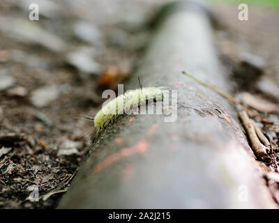 Caterpillar on crossing an old rusty pipe on the ground. Some dry leaves around. Stock Photo