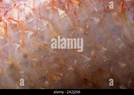 Texture of fish scales (Oreochromis niloticus),(Nile tiapia) Stock Photo