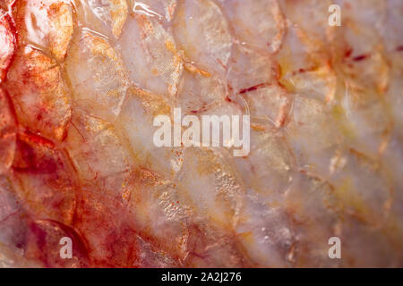 Texture of fish scales (Oreochromis niloticus),(Nile tiapia) Stock Photo