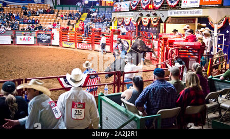 rodeo bull riding,extreme sporting event,cowboy in action as he endeavors to ride large bull,coliseum,fort worth, stockyards,Texas,USA, Stock Photo
