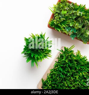 Grassy plants in round and square pots on white background Stock Photo