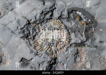 Crushed ammonite fossil drying out as the tide receded, Kimmeridge Bay, Part of the Jurassic coastline Wareham, Dorset, England Stock Photo