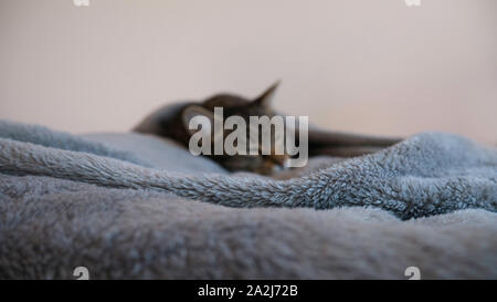 Tom cat sleeps wrapped in a gray blanket - focus on foreground Stock Photo