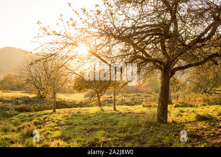 Orchard meadow in southern Germany in autumn at sunset Stock Photo