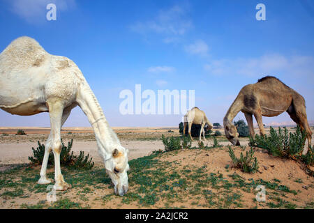 Saudia Arabia Saoedi Arabie Riyad Riaad Camels near the edge of the world in the desert 19-12-2018   photo Jaco Klamer Stock Photo