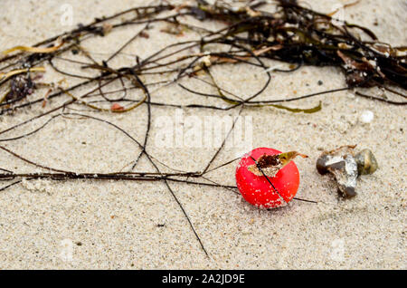A single fruit of a dog rose flat laying in the sand of a beach Stock Photo