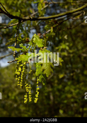 Leafs and flowes of an oak tree. green male ccatkins and tiny female flowers on top of the leafs, selective focus with bokeh forest background Stock Photo