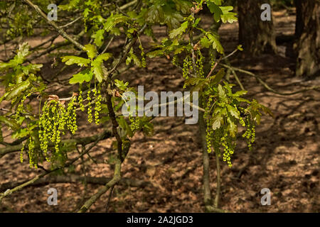 Leafs and flowes of an oak tree. green male ccatkins and tiny female flowers on top of the leafs, selective focus with bokeh forest background Stock Photo