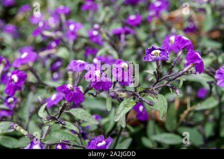 Amethyst Flower Browallia americana 'Amethyst' Stock Photo