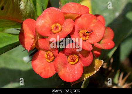 crown of thorns, red flower, blossoming, in the garden. Stock Photo