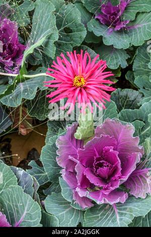 Ornamental cabbage, Brassica oleracea autumn flower Kale Stock Photo