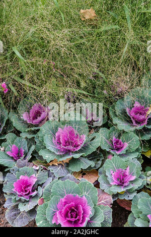 Ornamental cabbage, Brassica oleracea Kale Stock Photo