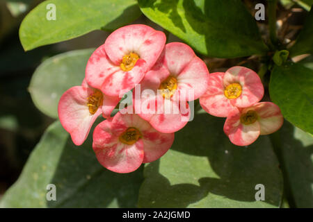 crown of thorns, red flower, blossoming, in the garden. Stock Photo