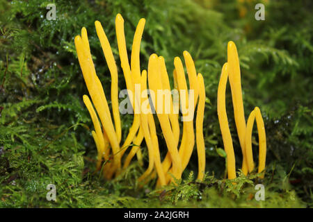 Yellow Club Clavulinopsis helvola Stock Photo