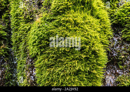 texture mossy bark on rain forest tree background. Green vegetation on wet stone Stock Photo