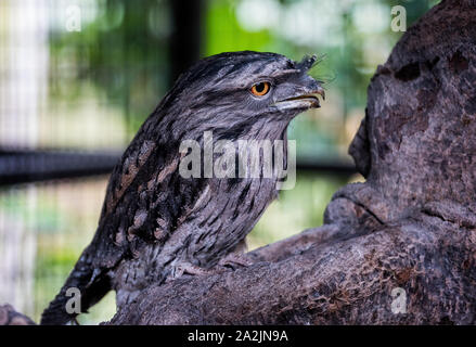 Close up of the owl like Tawny Frogmouth bird Stock Photo