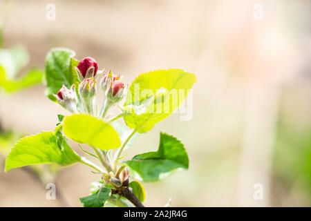 Red buds and green leaves on a branch of apple tree in spring Stock Photo