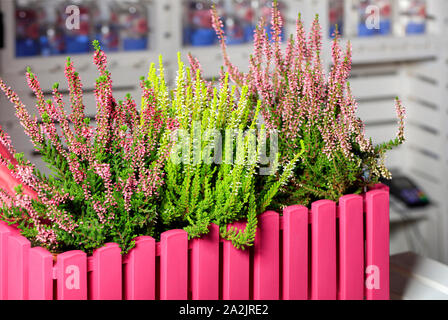 Blooming white and pink heather flowers that grows in a pink decorative flower pot in the form of a pink fence. Stock Photo