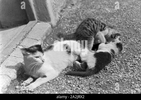 Katzen im Urlaub, Deutschland 1930er Jahre. Cats you see on vacation, Germany 1930s. Stock Photo