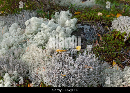 Reindeer moss on the rocky surface in Karelia in autumn. Close up image Stock Photo