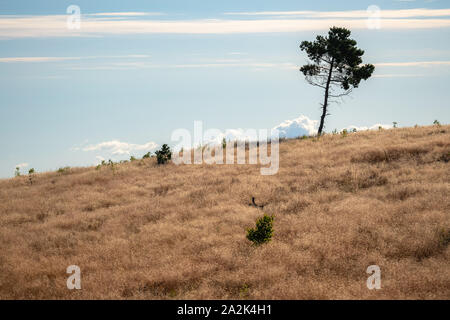 Single tree on top of the hill on a sunny day. Lonely tree on top of the mountain with clouds in the background Stock Photo