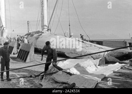 Die Männer eines Fabrikschiffes der deutschen Walfangflotte arbeiten sich durch die Fettschichten eines Wals, 1930er Jahre. The crew of a factory vessel of the German whaling fleet is working on the several fat layers of a hunted down whale, 1930s. Stock Photo