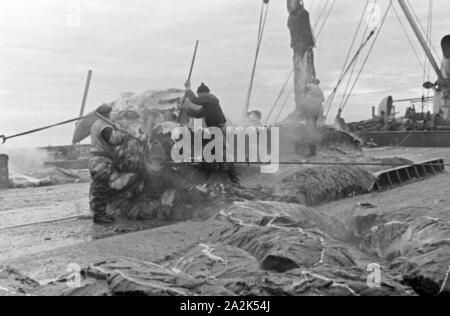 Die Männer eines Fabrikschiffs der deutschen Walfangflotte arbeiten sich durch den Kadaver eines Wals, 1930er Jahre. The crew of a factory vessel of the German whaling fleet is working on the carcass of a hunted down whale, 1930s. Stock Photo