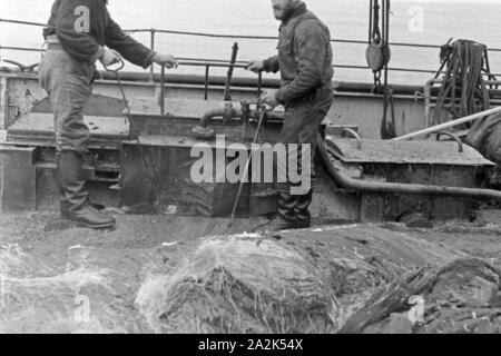 Die Männer eines Fabrikschiffs der deutschen Walfangflotte arbeiten sich durch die Fettschichten eines Wals, 1930er Jahre. The crew of a factory vessel of the German whalung fletis working on the several fat layers of a hunted down whale, 1930s. Stock Photo