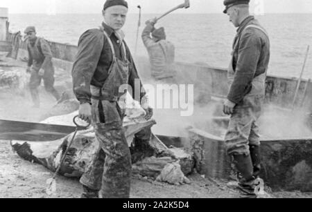 Männer auf einem Schiff der deutschen Walfangflotte im Eismeer in der Arktis, 1930er Jahre. Crew members of a ship of the German whaling fleet in the Arctic Sea, 1930s. Stock Photo