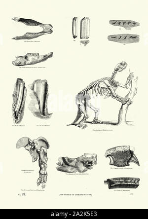 Skeleton and bones of Glossotherium, Mylodon robustus a genus of ground sloth. ( Late Pliocene Early Holocene)