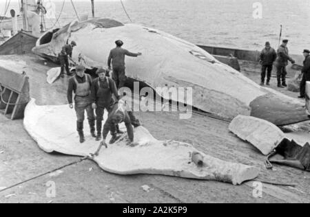 Die Männer eines Fabrikschiffs der deutschen Walfangflotte arbeiten sich durch die Fettschichten eines Wals, 1930er Jahre. The crew of a factory vessel of the German whalung fletis working on the several fat layers of a hunted down whale, 1930s. Stock Photo