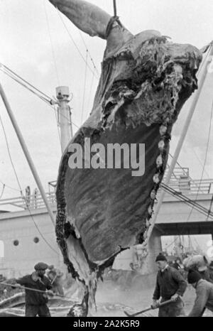 Die Männer eines Fabrikschiffs der deutschen Walfangflotte arbeiten sich durch den Kadaver eines Wals, 1930er Jahre. The crew of a factory vessel of the German whalung fleet is working on the carcass of a hunted down whale, 1930s. Stock Photo