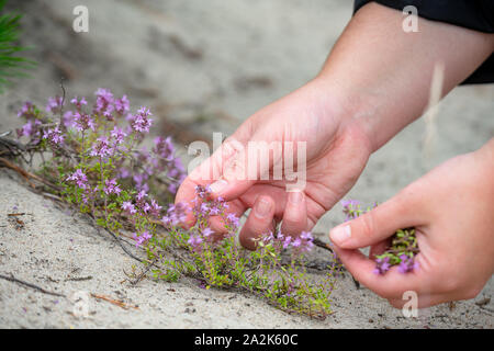 Collecting wild thyme flowers outdoors. Blooming thymus vulgaris pink plant flowers are used for tea and as a rural medicine. Female holding wild flow Stock Photo