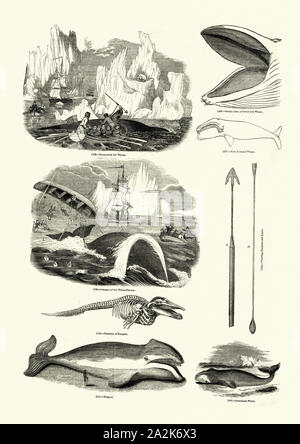 Vintage engraving of whales and Whale hunting, 19th Century Stock Photo