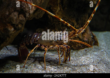 Spiny lobster - Palinurus elephas. Underwater shot of lobster on the ocean bottom floor. These shellfish are common in western Europe Stock Photo