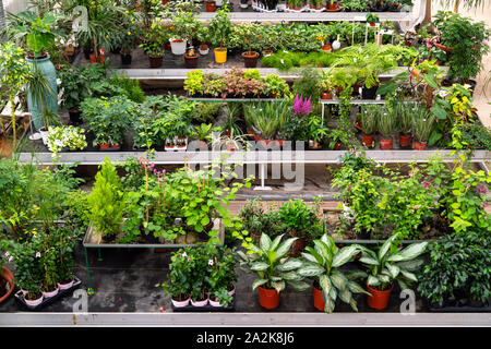 Big variety of plants and flowers inside of botanic green house. Beautiful orangery full of decorative, rare, exotic plants and flowers for sale Stock Photo