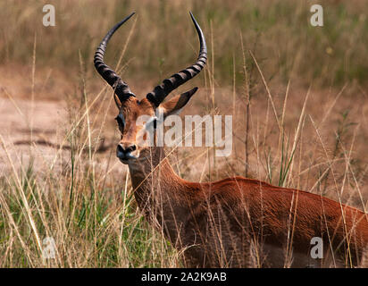 A sleek, elegant and graceful impala in the midst of akagera national park, rwanda. this picture of impala was captured during the wild life safari Stock Photo